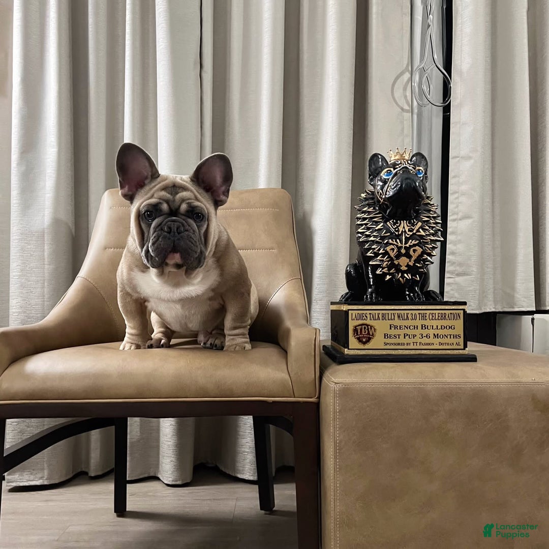 French Bulldog dogs for sale: Frank White - Image 9