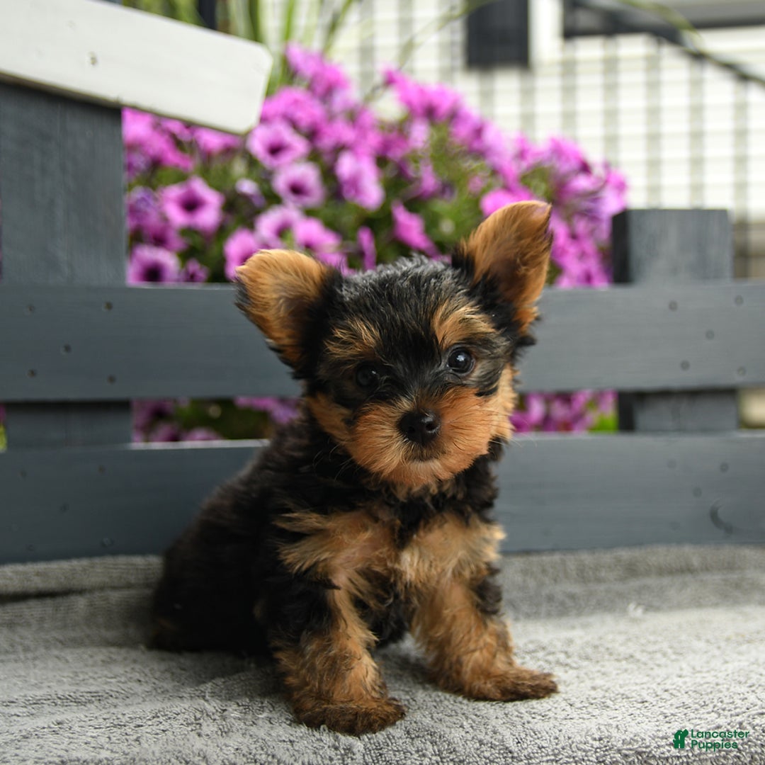 Yorkshire Terrier dogs for sale: Tugger - Image 5