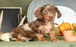 Miniature Dachshund dogs for sale: Gunner - Image 8