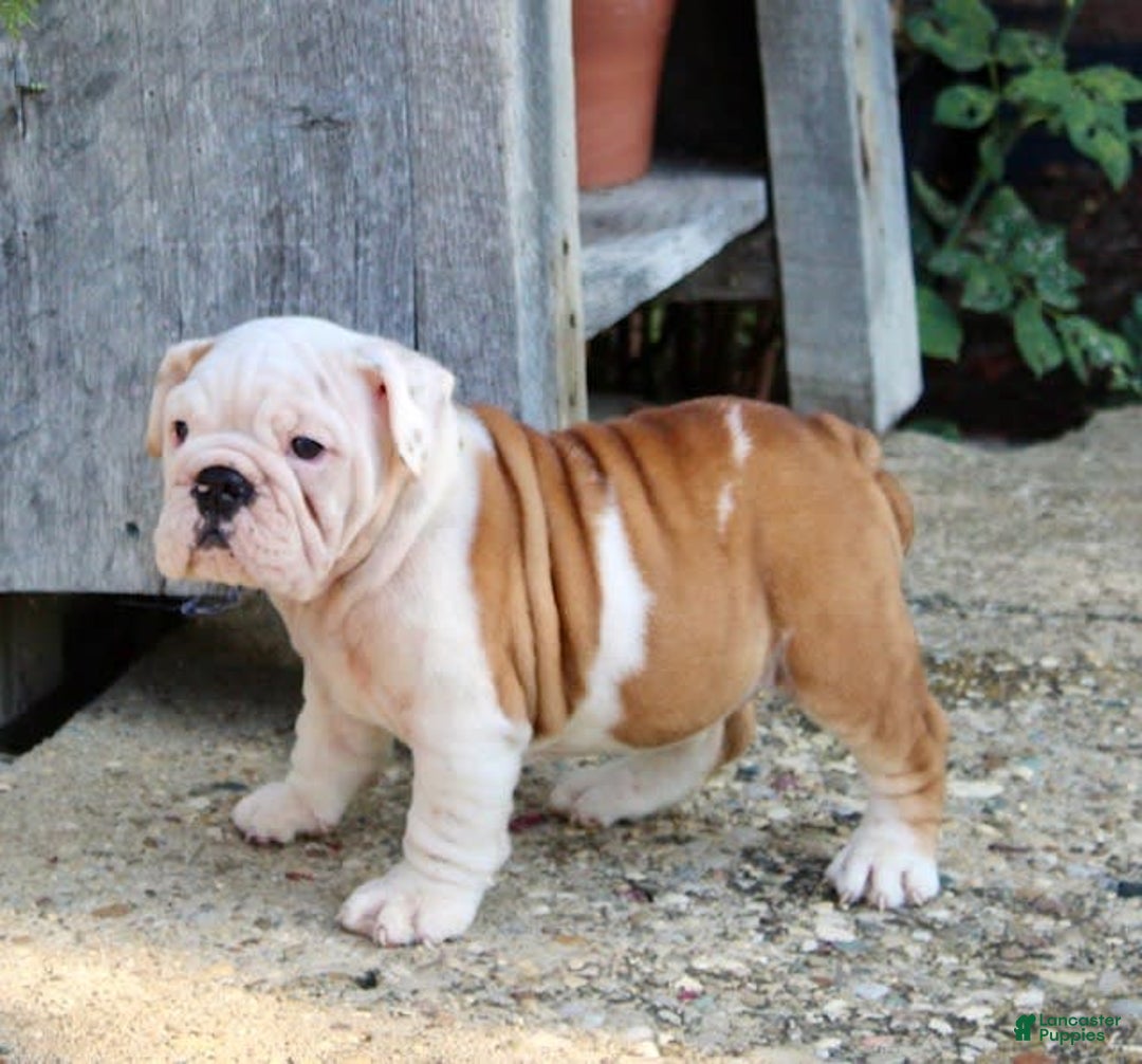 English Bulldog dogs for sale: Whitney - Image 20