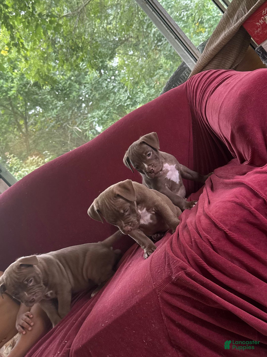 American Bully dogs for sale: Moe - Image 4