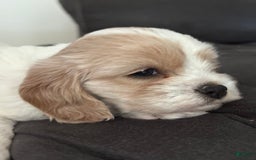 Cavapoo dogs for sale: Buttercup - Image 1
