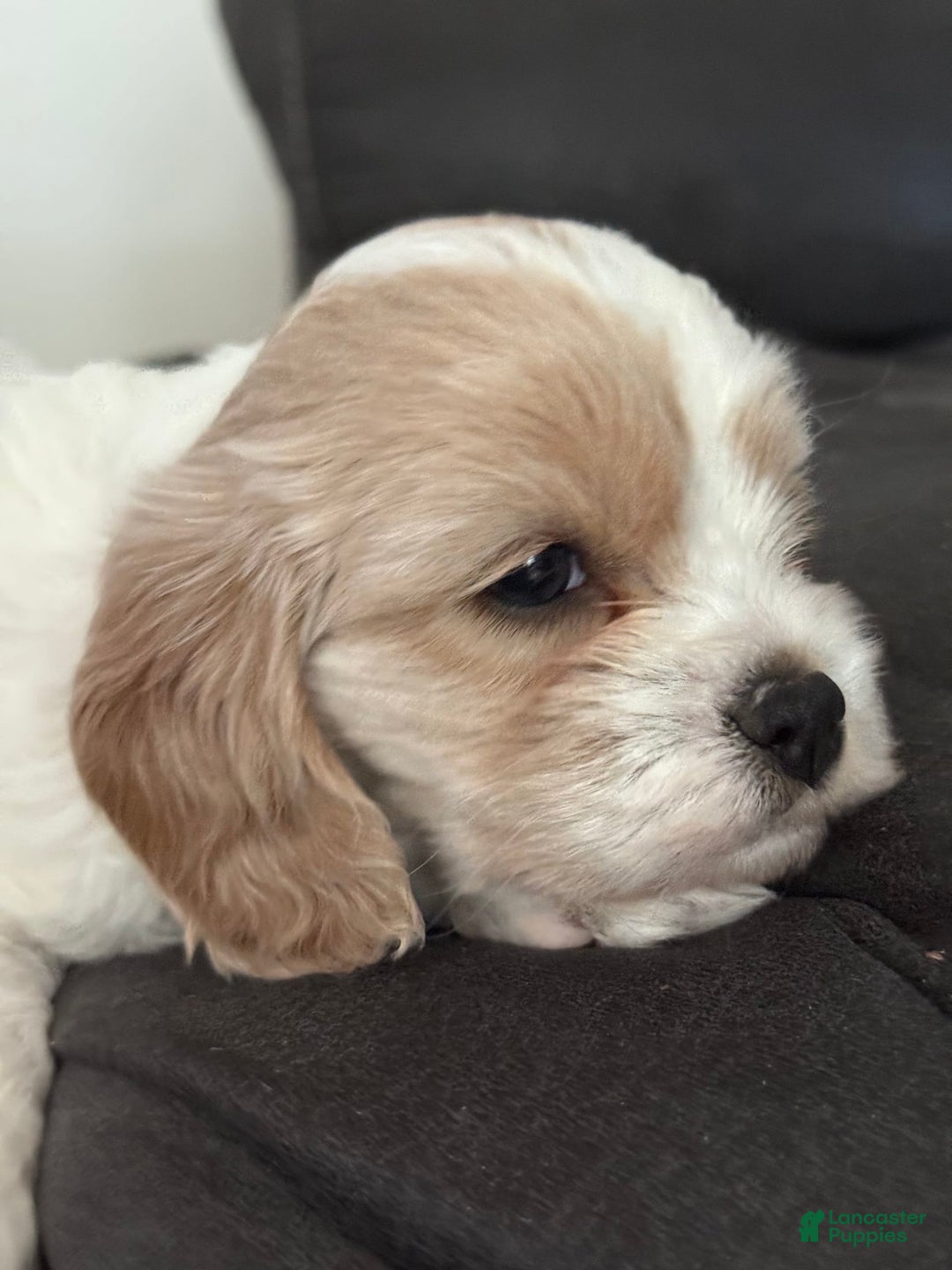 Cavapoo dogs for sale: Buttercup - Image 1