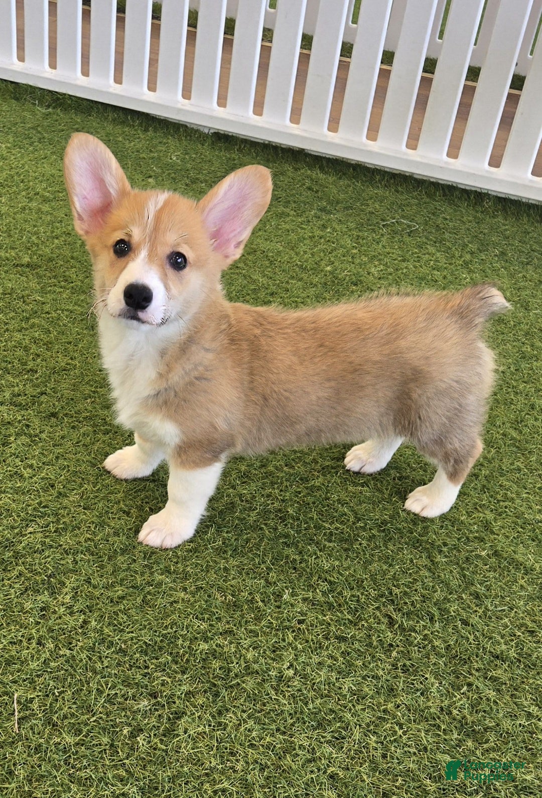 Welsh Corgi Pembroke dogs for sale: Bingo - Image 1