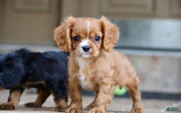 Cavalier King Charles Spaniel dogs for sale: Louie - Image 21