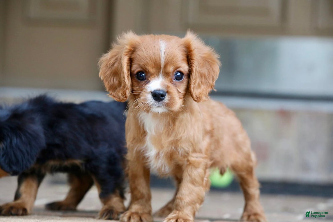 Cavalier King Charles Spaniel dogs for sale: Louie - Image 21