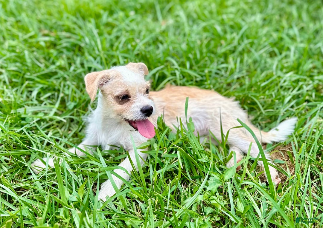 Yorkshire Terrier dogs for sale: Thelma - Image 12