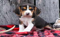 Beagle dogs for sale: Kirby - Image 15