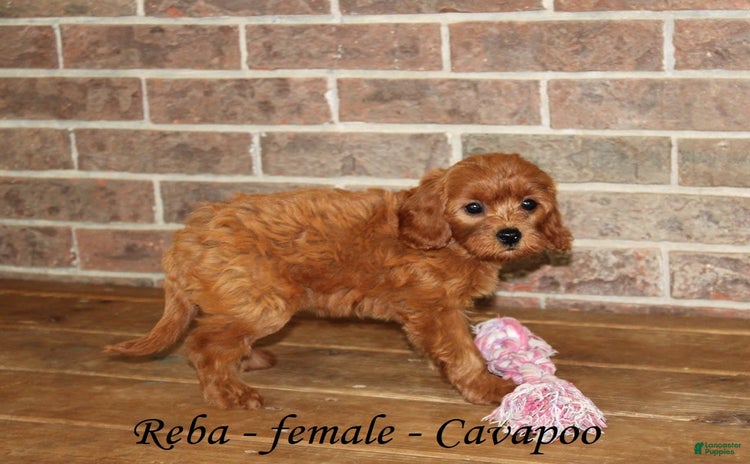 Cavapoo dogs for sale - Ad 1