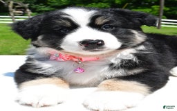 Miniature Australian Shepherd dogs for sale: Julie - Image 1