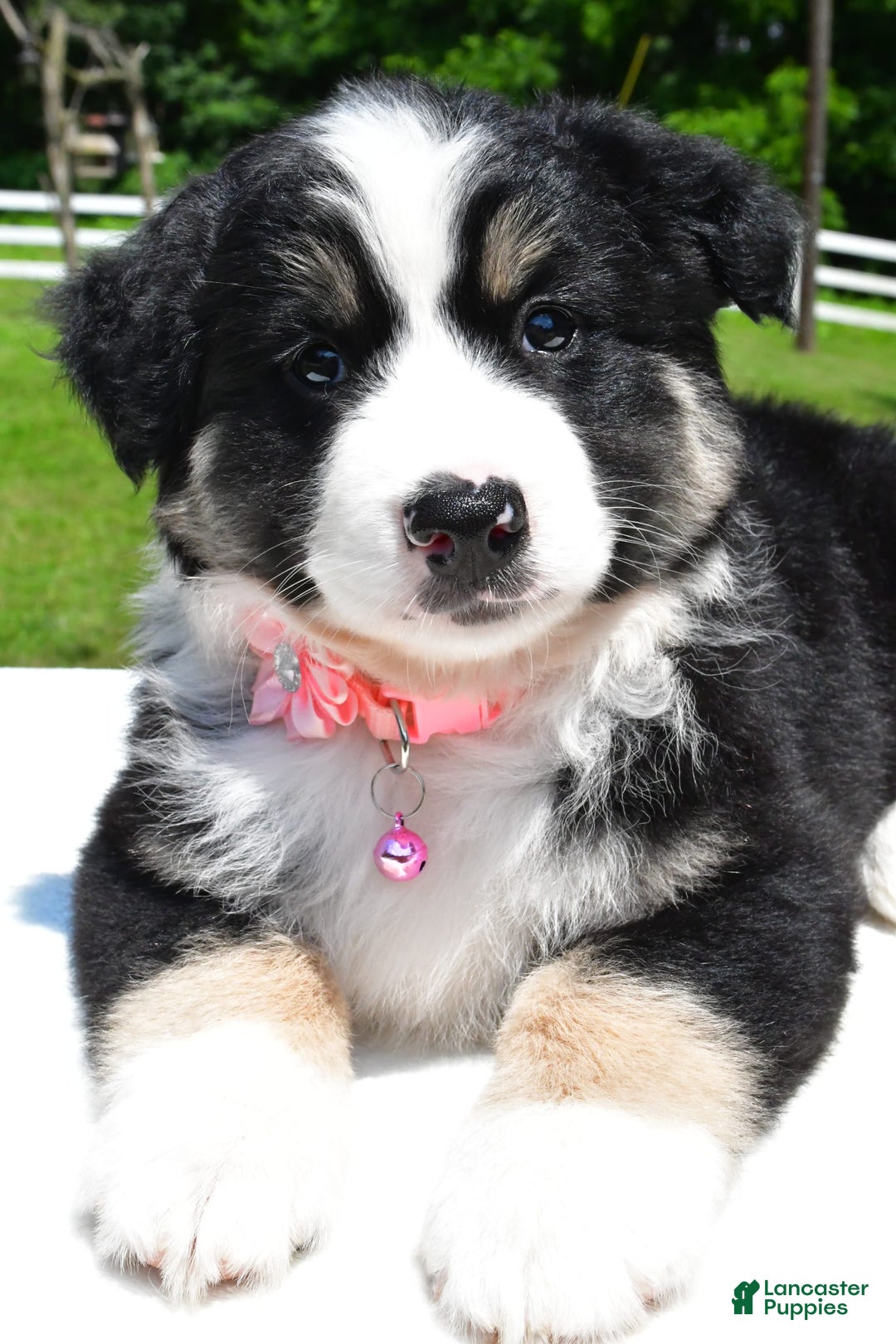 Miniature Australian Shepherd dogs for sale: Julie - Image 1