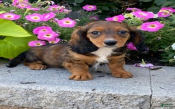 Dachshund dogs for sale: Dixie - Image 5