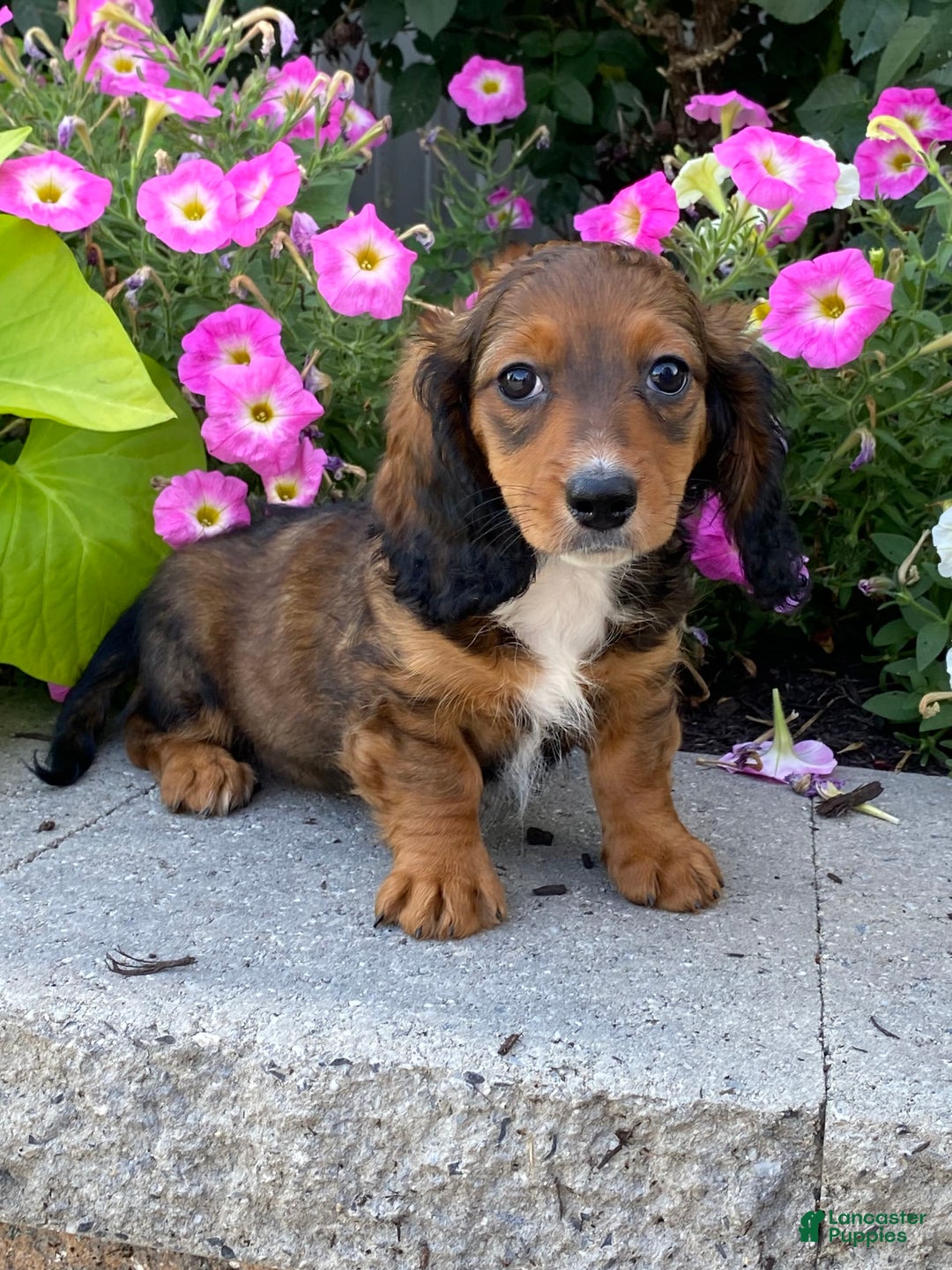 Dachshund dogs for sale: Dixie - Image 5