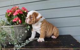English Bulldog dogs for sale: Rippley - Image 4