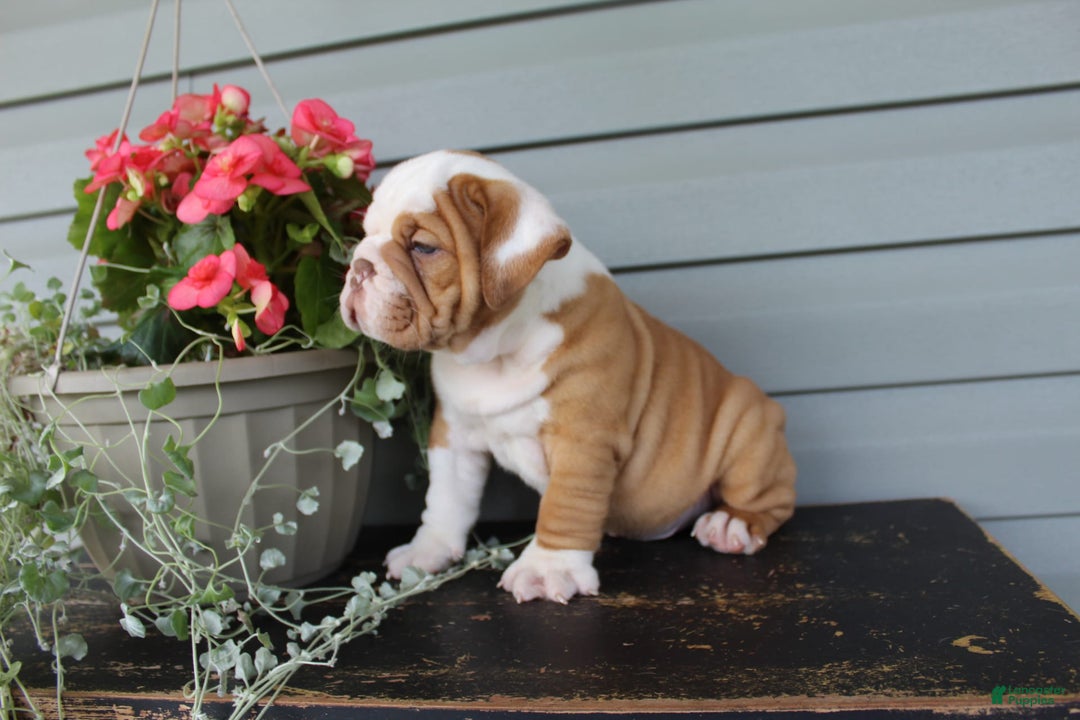English Bulldog dogs for sale: Rippley - Image 4