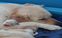 Golden Retriever dogs for sale: Laura - Image 6