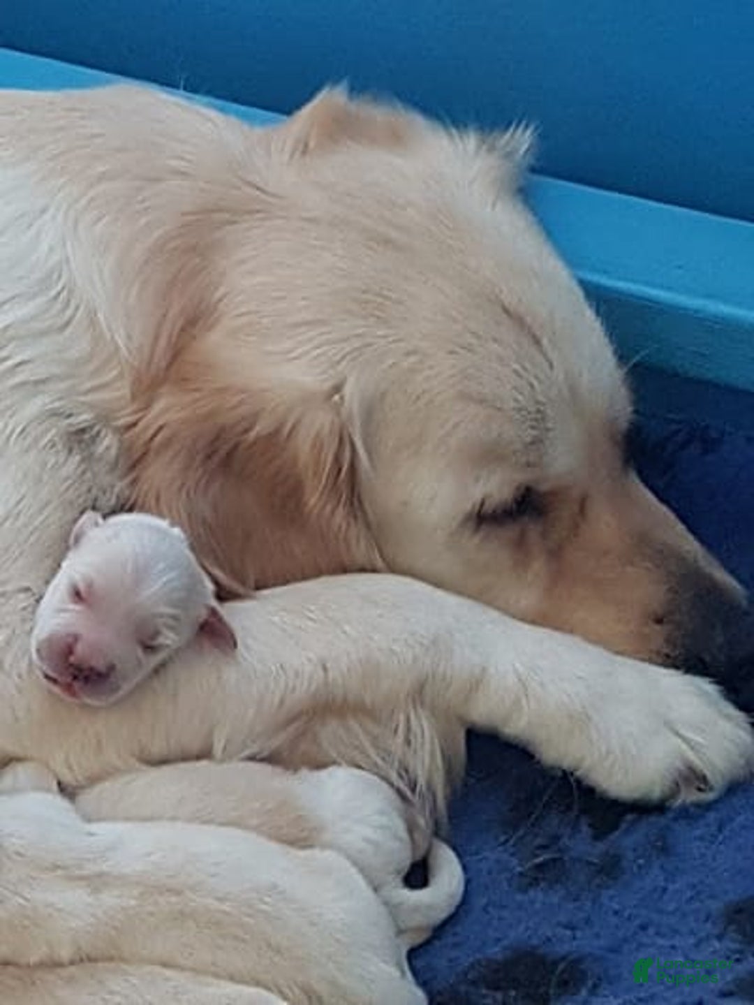 Golden Retriever dogs for sale: Laura - Image 6
