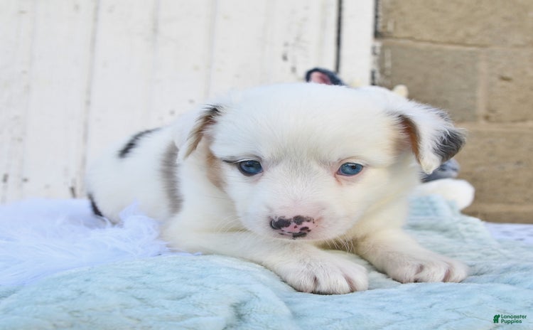 Miniature Australian Shepherd dogs for sale - Ad 3