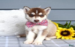 Siberian Husky dogs for sale: Cooper - Image 7