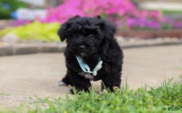 Yorkiepoo dogs for sale: Sammy - Image 4