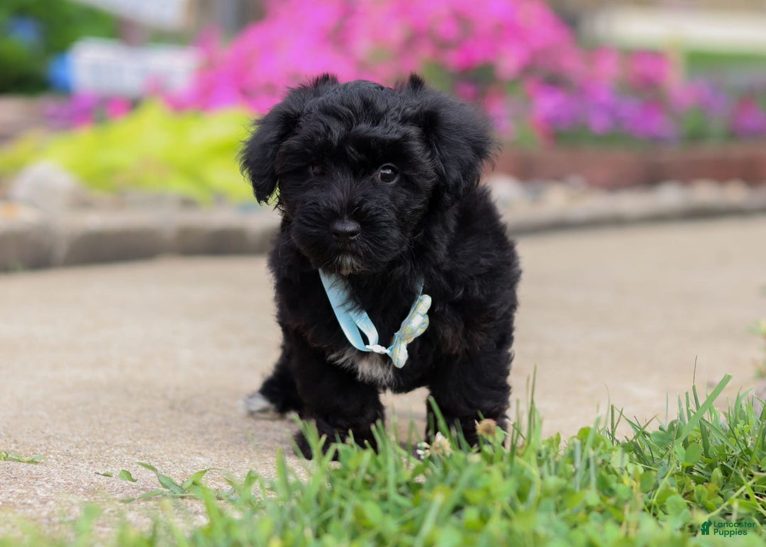 Yorkiepoo dogs for sale: Sammy - Image 4