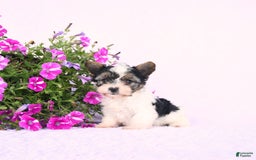 Yorkshire Terrier dogs for sale: Gus - Image 2
