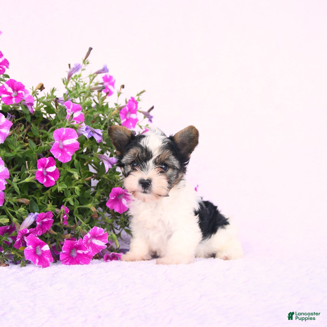 Yorkshire Terrier dogs for sale: Gus - Image 2