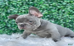 French Bulldog dogs for sale: Hunter - Image 1