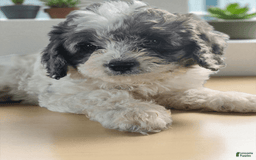 Cavapoo dogs for sale: Buttercup - Image 1