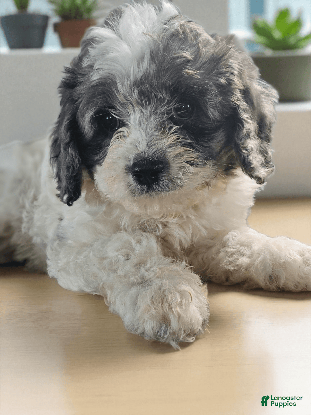 Cavapoo dogs for sale: Buttercup - Image 1