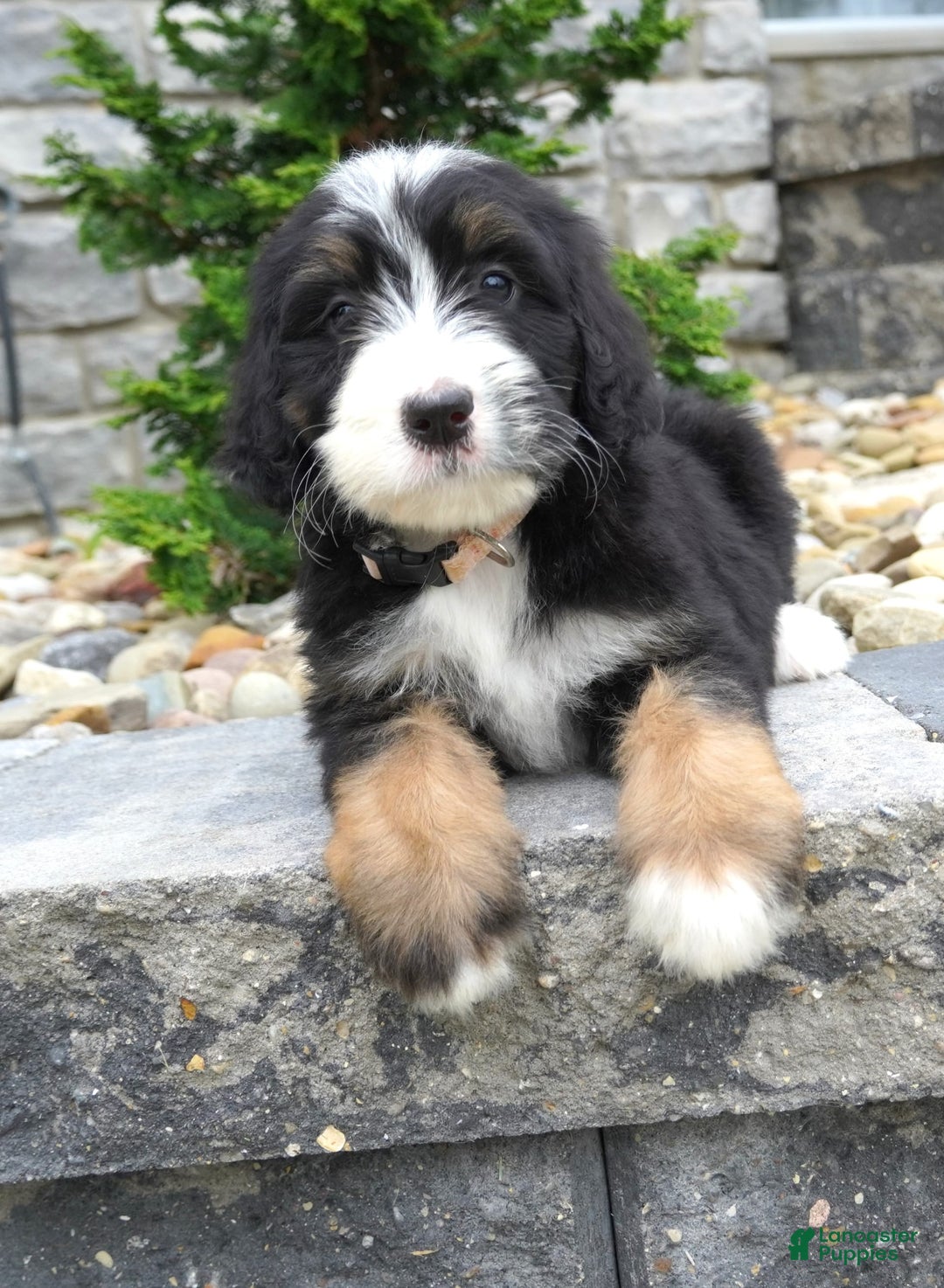 Bernedoodle dogs for sale: Melody - Image 7