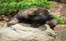 German Shepherd dogs for sale: Greta - Image 1
