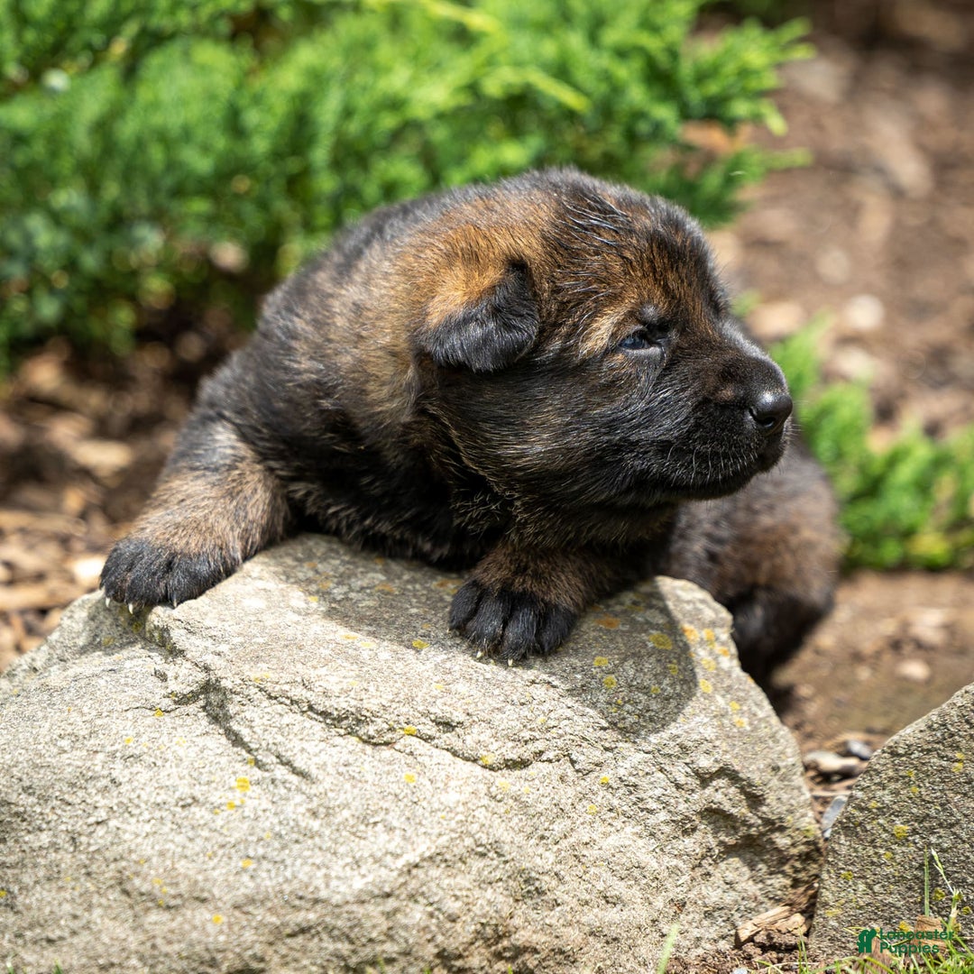 German Shepherd dogs for sale: Greta - Image 1