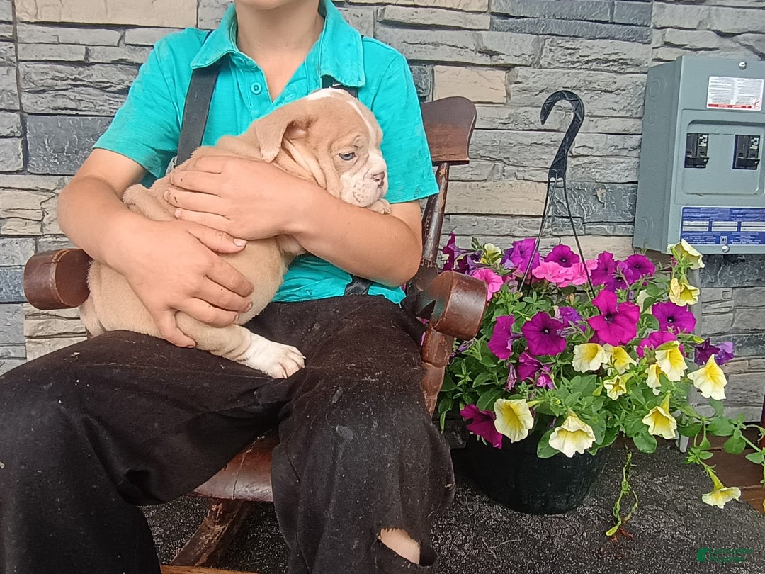 English Bulldog dogs for sale: Bingo - Image 2