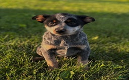 Australian Cattle Dog dogs for sale: Bonnie - Image 1