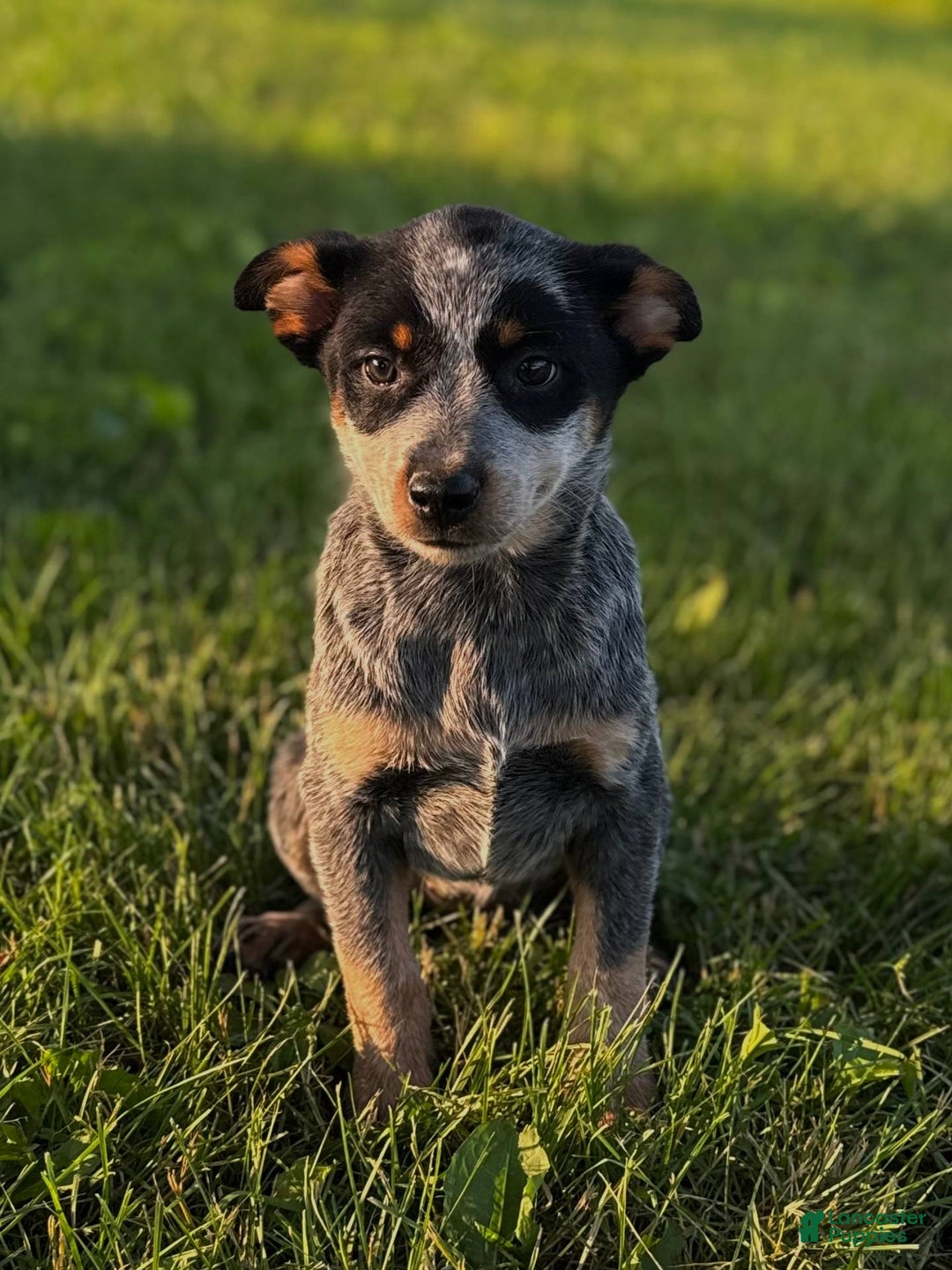 Australian Cattle Dog dogs for sale: Bonnie - Image 1