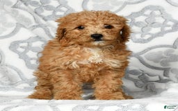 Mini Goldendoodle dogs for sale: Dolly - Image 9