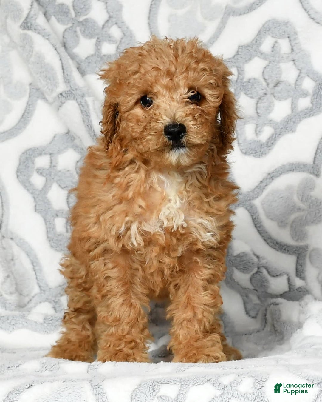Mini Goldendoodle dogs for sale: Dolly - Image 9