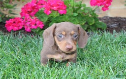 Dachshund dogs for sale: Prince - Image 2