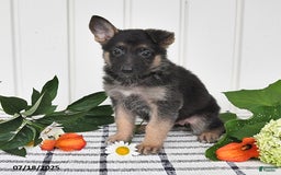 German Shepherd dogs for sale: Emma - Image 2