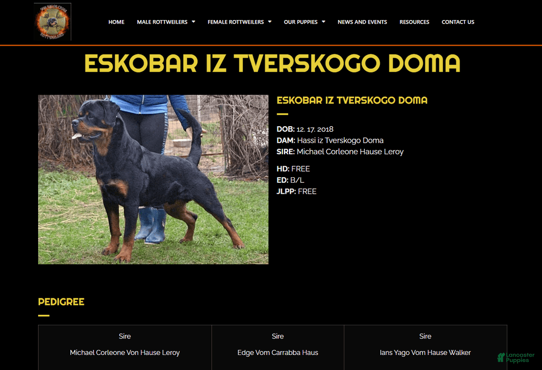 Rottweiler dogs for sale: Rex - Image 4