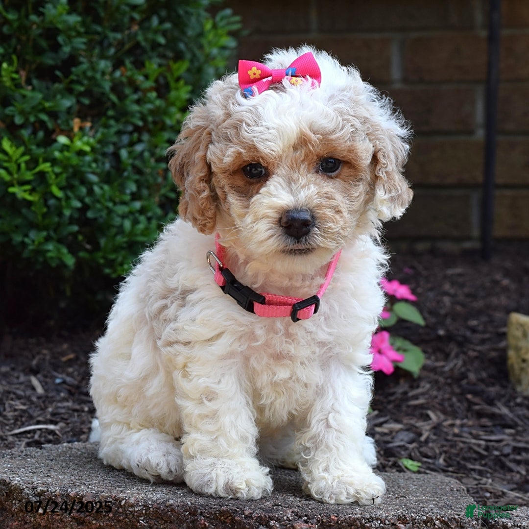 Bichpoo dogs for sale: Paisley - Image 3