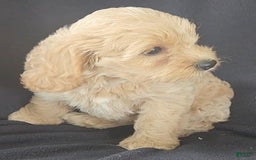 Cockapoo dogs for sale: Bella - Image 2