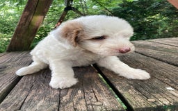 Mini Goldendoodle dogs for sale: Cooper - Image 21