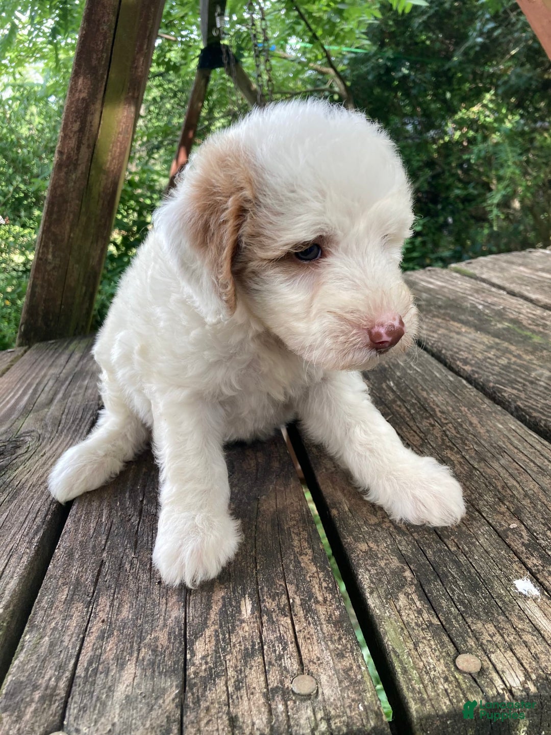 Mini Goldendoodle dogs for sale: Cooper - Image 21