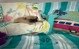 French Bulldog dogs for sale: Akc Fawn Black Mask - Image 4
