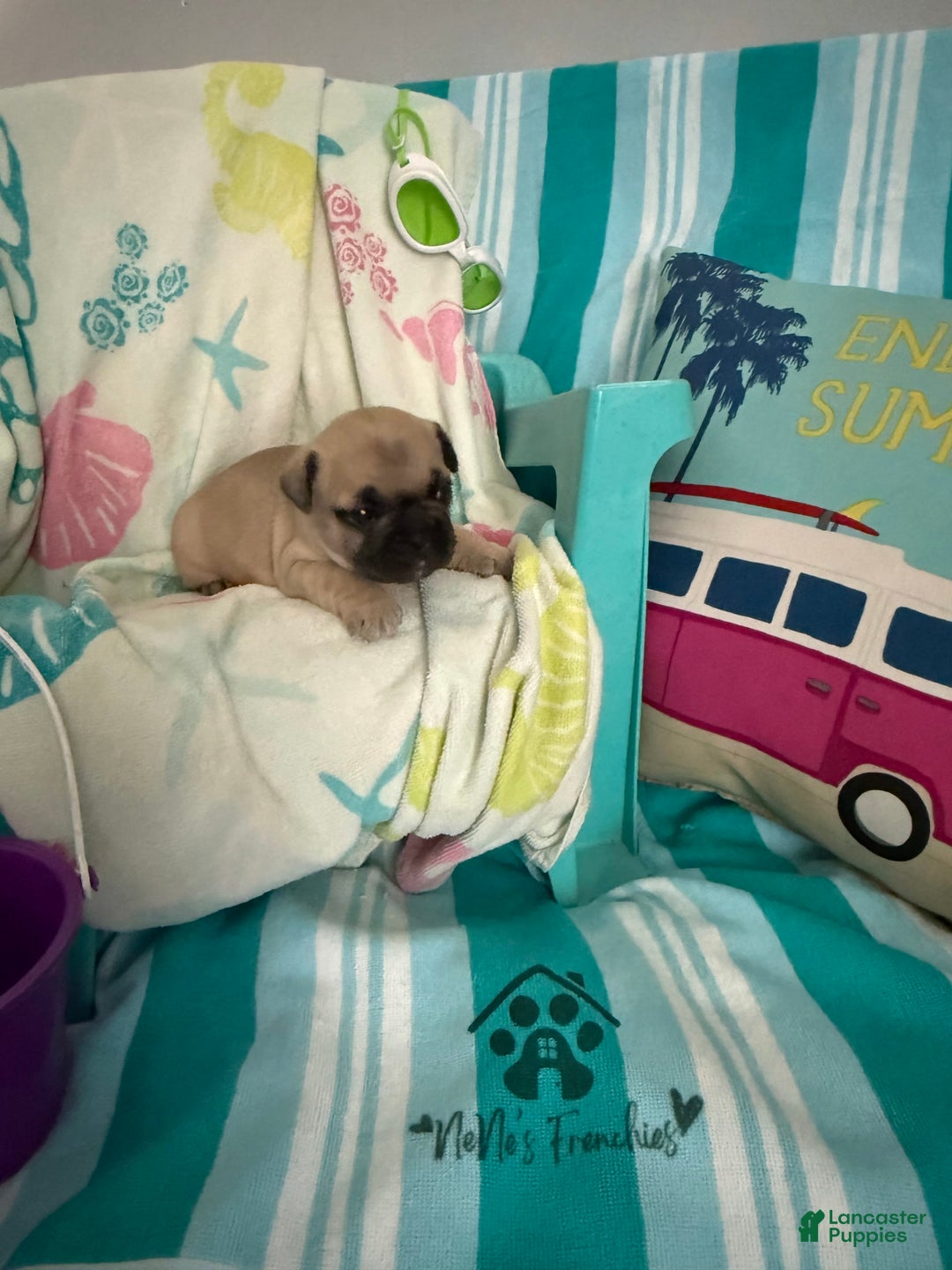 French Bulldog dogs for sale: Akc Fawn Black Mask - Image 4