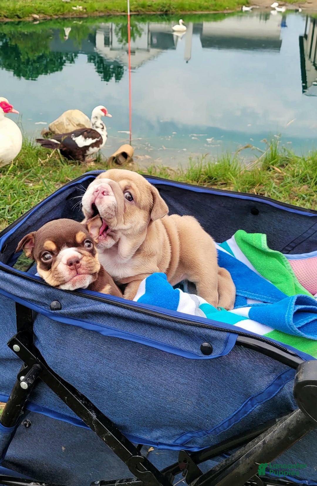 English Bulldog dogs for sale: Ozzy - Image 2