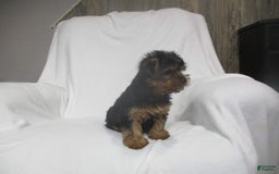 Yorkshire Terrier dogs for sale: Buddy - Image 20