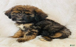 Bernedoodle dogs for sale: Mango - Image 3